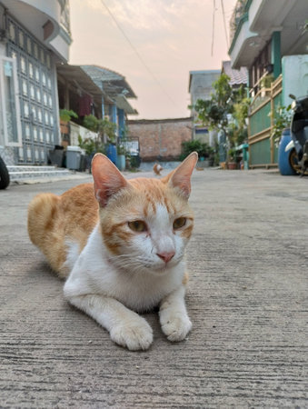 Orange cat sitting on the ground in the old town, Thailand.の写真素材