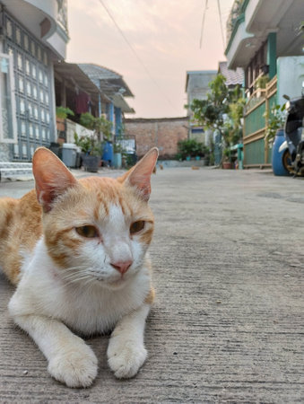 Orange cat sitting on the floor in the old town of Thailand.の写真素材
