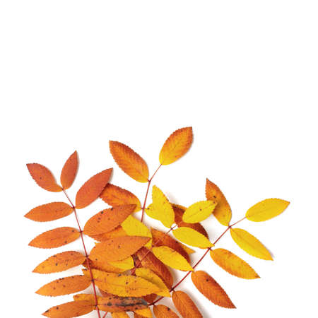 colorful autumn leaves isolated on white background. collection