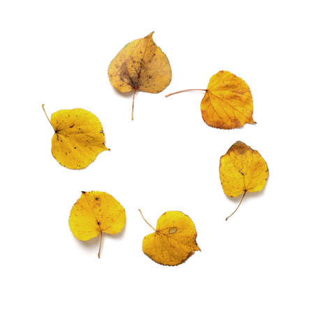 colorful autumn leaves isolated on white background. wreath, circle