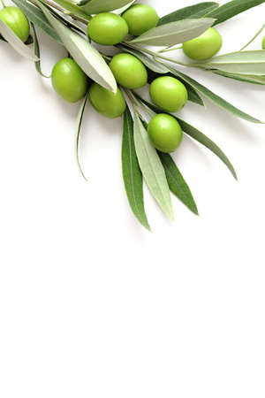 green olives branches isolated on white background. copy spaceの写真素材