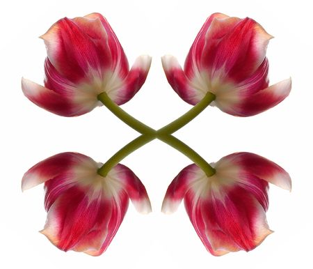 4 tulipsの写真素材