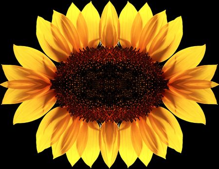 	Beautiful sunflower isoleted on black with water dropsの写真素材