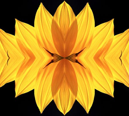 	Beautiful sunflower isoleted on black with water dropsの写真素材