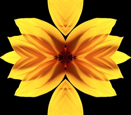 	Beautiful sunflower isoleted on black with water dropsの写真素材