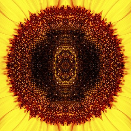 	Beautiful sunflower isoleted on black with water dropsの写真素材