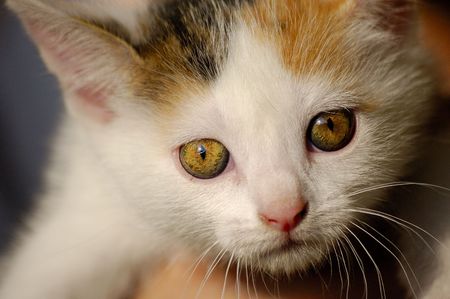 	Little cat with beautiful eyesの写真素材