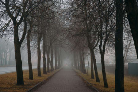Autumn forest scenery pines abandoned in Belarus Minskの写真素材
