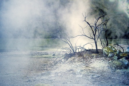 Tree in steam, Wai-o-Tapu, Rotorua Volcanic Zone, thermal wonderland, New Zealand の写真素材