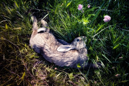 Got down hareの写真素材