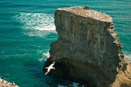 Cliff in the sea with gulls, Murewai Beach, New Zealandの写真素材