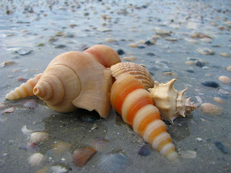 Shell in the Beach