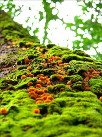 Moss on the treeの写真素材