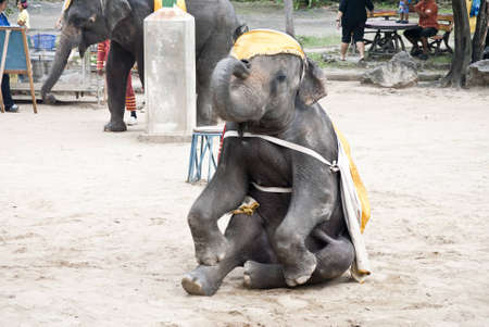 Elephant Showの写真素材