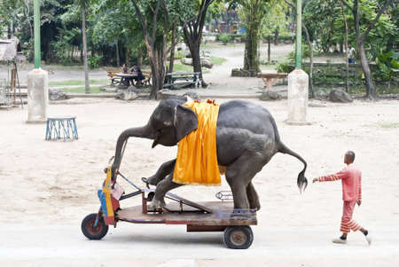 Elephant Showの写真素材