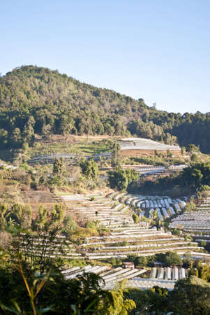 Organic Farm on the mountainの写真素材