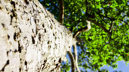 Tall Tree