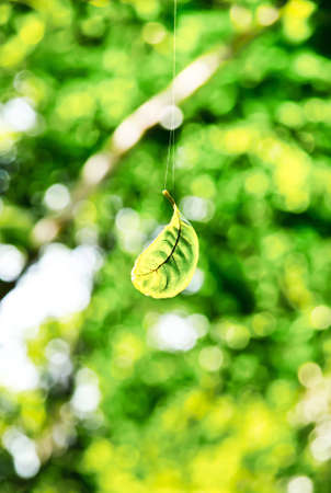 Alone Leafの写真素材