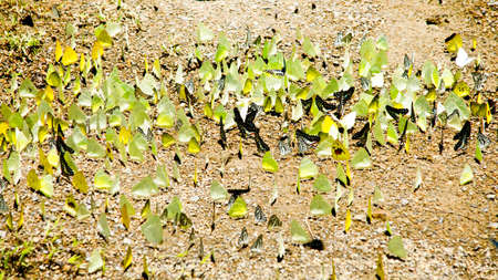 Multiple Butterflyの写真素材