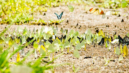 Multiple Butterflyの写真素材