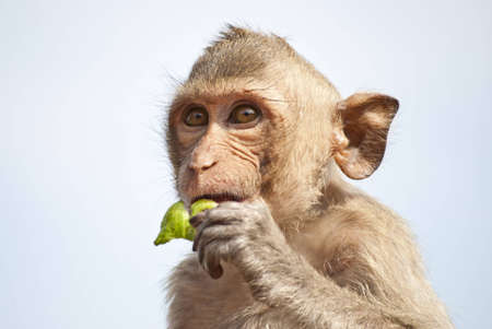 Young Monkeyの写真素材