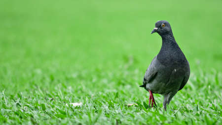 Pigeon on the grass の写真素材