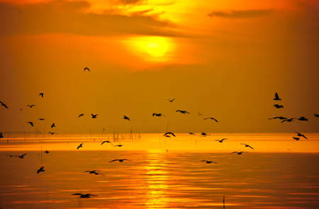 Silhouette Bird at the seaの写真素材