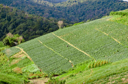 Big Cabbage farm on the mountain 
