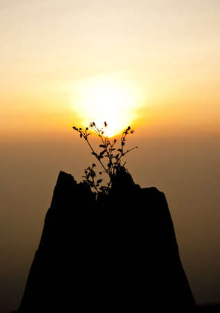 Sunrise with stump の写真素材