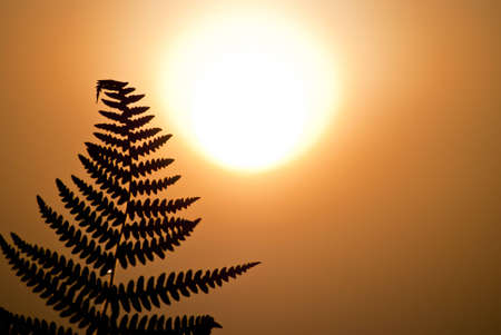 Leaf sunset の写真素材