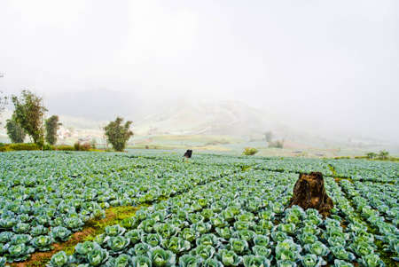 Big Cabbage farm on the mountain の写真素材