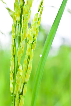 Rice Farm の写真素材