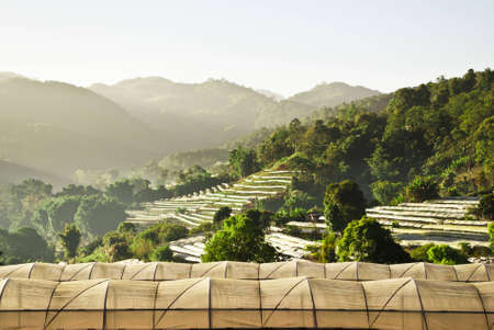 Organic Farm on the mountain の写真素材