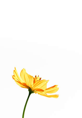 Yellow flower isolatedの写真素材
