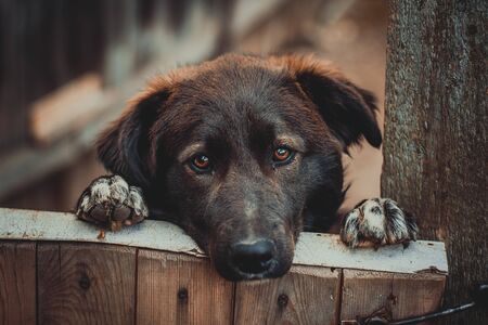 sad dog