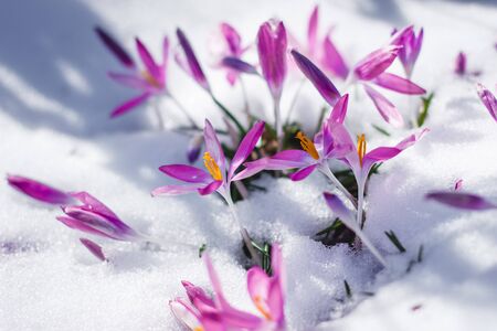 crocusの写真素材
