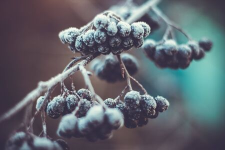 frostの写真素材