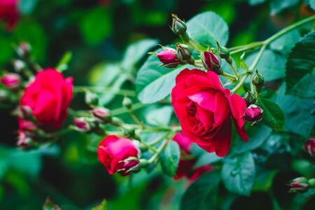 roseの写真素材