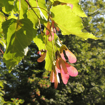 Foliage and fruit of Acer tataricum  Tatar Maple or Tatarian Maple       の写真素材