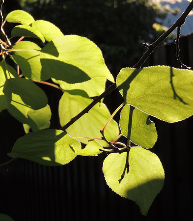 foliage of Ulmus laevis or European White Elm, Fluttering Elm, Spreading Elm, Russian Elmの写真素材
