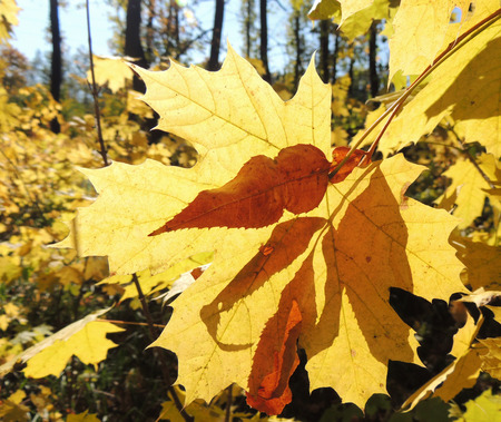 autumn leaf of Acer platanoides (Norway maple) and shadow of leaf Ground elder (Aegopodium podagraria) on itの写真素材