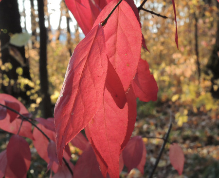 leaves of wahoo, or Euonymus verrucosusの写真素材