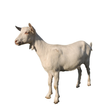 young white goat on a white backgroundの写真素材