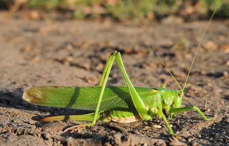 Tettigoniidae, or katydids, or bush crickets, or long-horned grasshoppers on a groundの写真素材