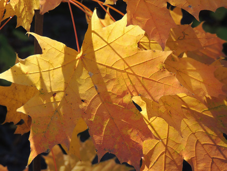 autumnal leaf of Acer platanoides (Norway maple)の写真素材