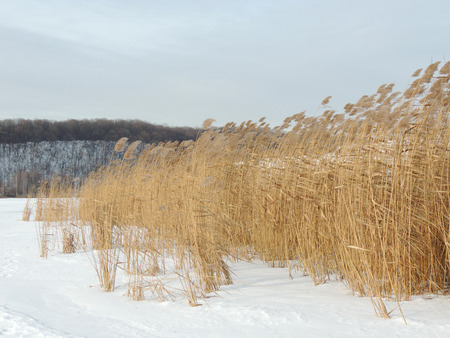 Phragmites, the common reed, on river bank in winterの写真素材