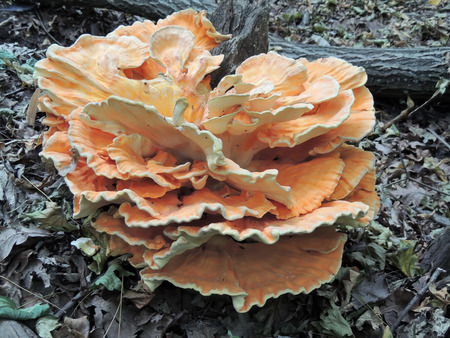 A species of bracket fungus named Laetiporus sulphureus