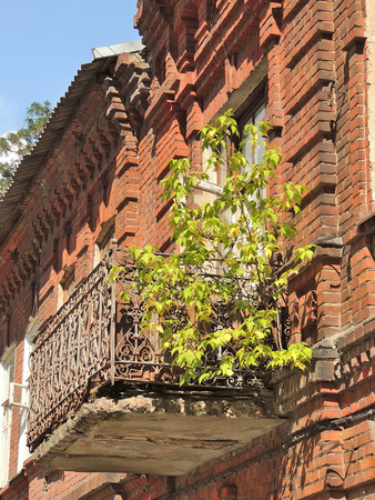 tree growing without soil near the balcony of the old buildingの写真素材