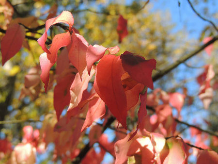 Autumnal shades of red on wahoo leaves (Euonymus verrucosus) on a background of sky and foliage of treesの写真素材