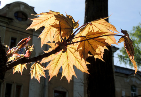 Sunlighted leaves of Norway maple Acer platanoides at springtime against the skyの写真素材